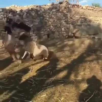 HMC while I steal this lamb for an instagram photop.