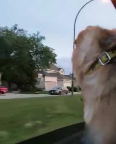 Watch @nala_therescuedog die inside