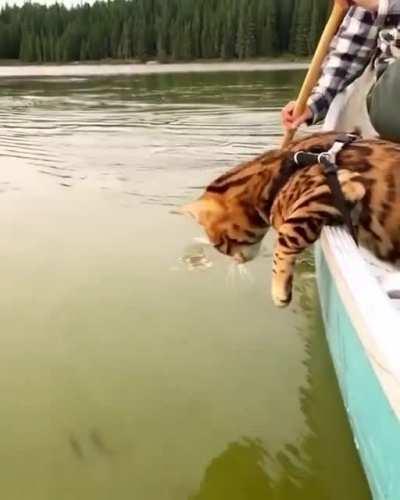 How cute the water taps are?