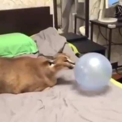 noo floppa dont touch balon1!!1!