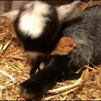 Because someone thought added this classic caption to the video.