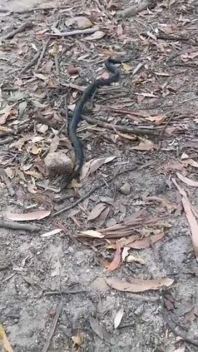 This is an older video but it's still good at demonstrating the effectiveness of standing still when faced with a wild snake.