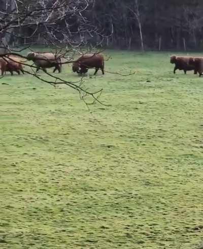 Out-of-control dog attack Highland cows