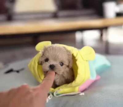 Suspect Is Armed And Dangerous