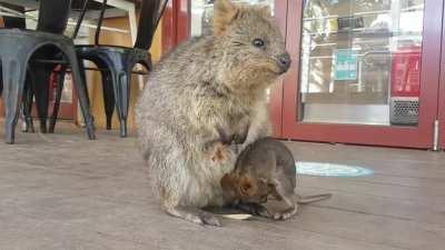 Quokka Joey