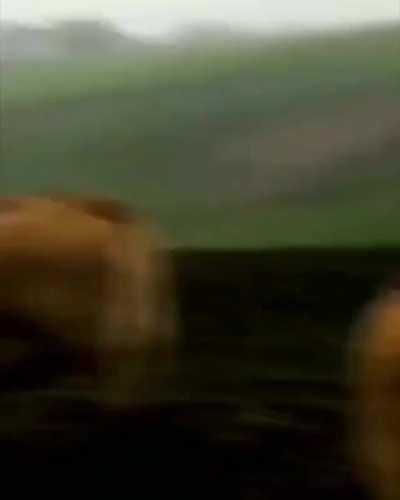 Dude establishes connection to cow dude