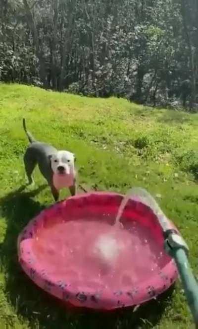 Some dogs will wait, whilst others will take a more hands on approach....