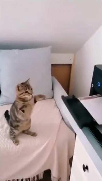 Cat vs printer