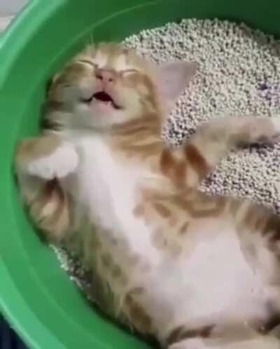 HMC while i lick my chops