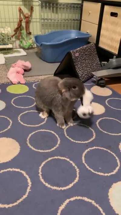 Here - watch a cute bunny. We could all use it.