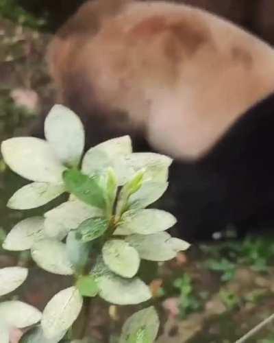 Wondering how does this species survive in the wild