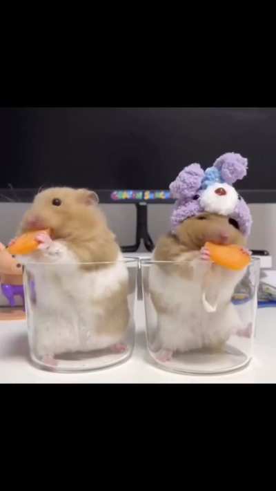 One must imagine Sisyphus as a hamster…