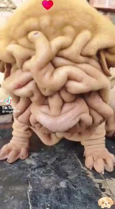 Cutest Shar-Pei Ever! 😍🐶