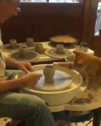 Cat helps hooman with making pottery.
