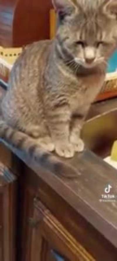 SiCK BasTaRD POisOns INnoCENt KiTTEN