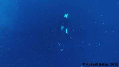 A human was swimming in the water to record this