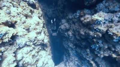 free diving this under water canyon