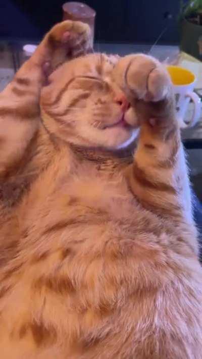 Three years old and Howdy still hasnât gotten the hang of this whole grooming thing