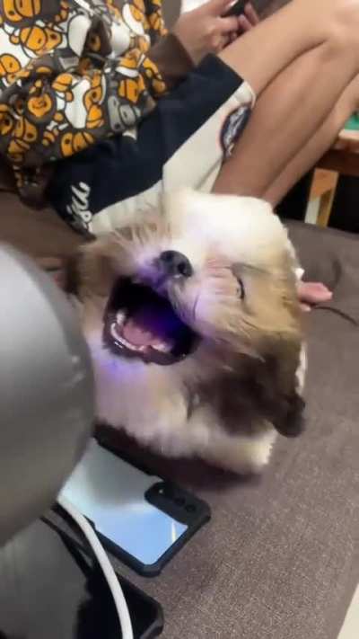 he look like a Dragon in one of those Chinese parades.