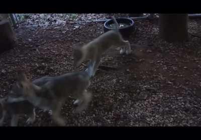 Little wolf pups accidentally start a howl
