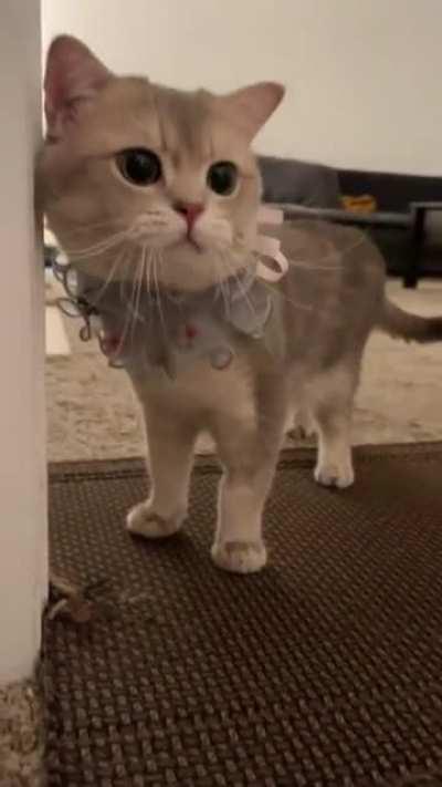 the little meows have my entire heart