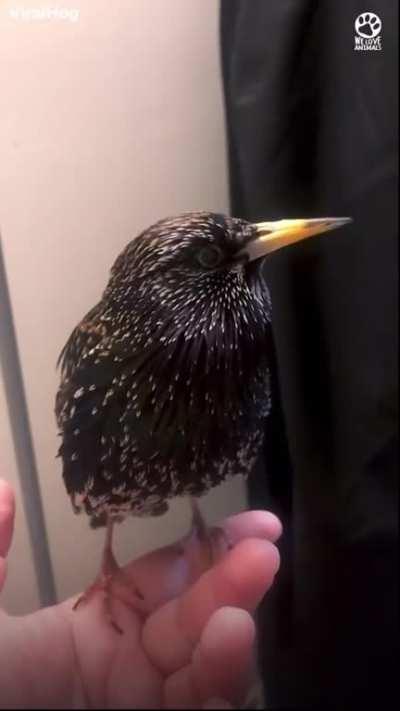 This European Starlings Crazy Mimicry