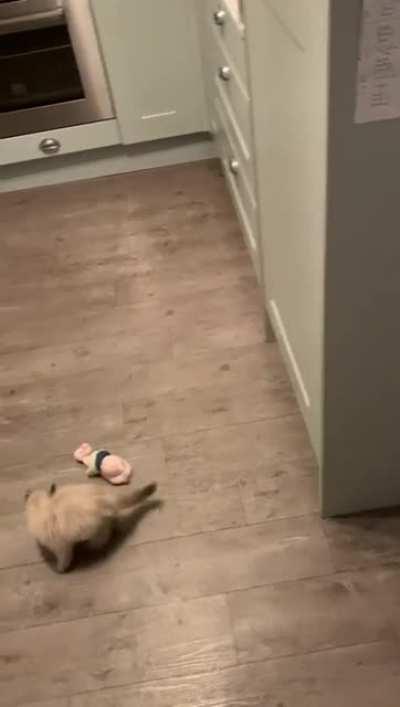 Kitten practicing bein fierce