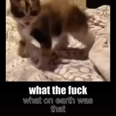 blursed catto with sound this time