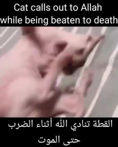 cat CAlLs OuT to alLAH wHiLE BEInG BEATEn TO DEAtH