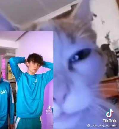 Los voy a matar 😾