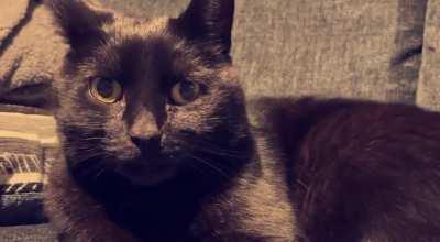 my cat had a depression session listening to (Nice Dream) the other week