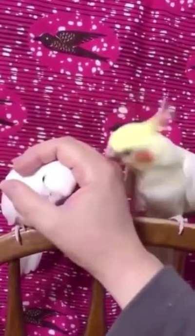 How DARE you stop giving me attention! (Not OC)