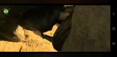 Average vietnamese production