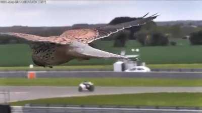 Falcon using wind and thermals to stationary hover while barely using it's wings