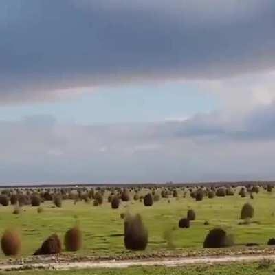 Some absolute units of a tumbleweed