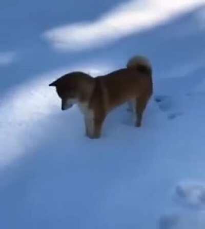 Shiba thinks they’re a fox!