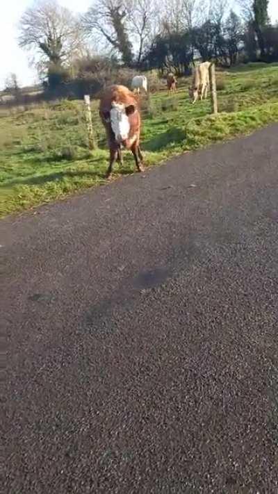 Had a run in with a few cows this morning.