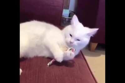 Kitty tastes the Peppermint