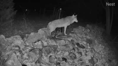 My resident coyotes had a family meeting last night 😍