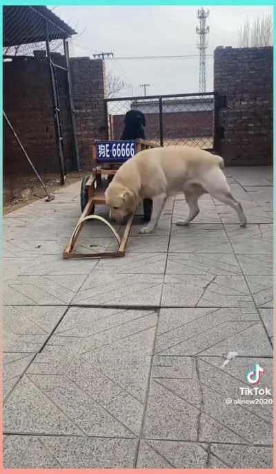 Ready for d procession