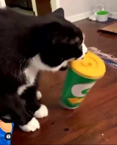 Cat Flip