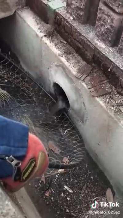 Cruel hooman let kitties get sucked up by drain pipe