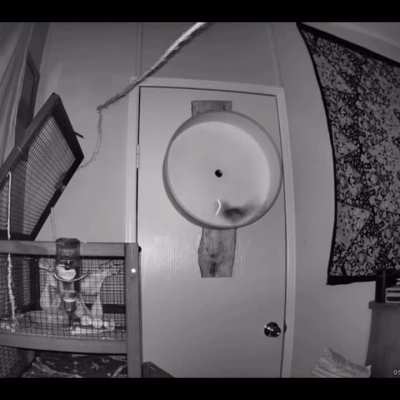 Rat the speed of light