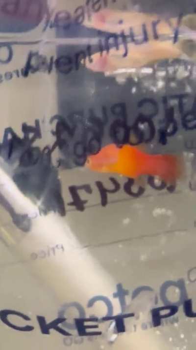 Petco said the orange guy was a male guppy but he doesn’t look like my other male guppy…thoughts?