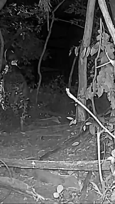 Apareció un yaguareté silvestre en el Iberá!