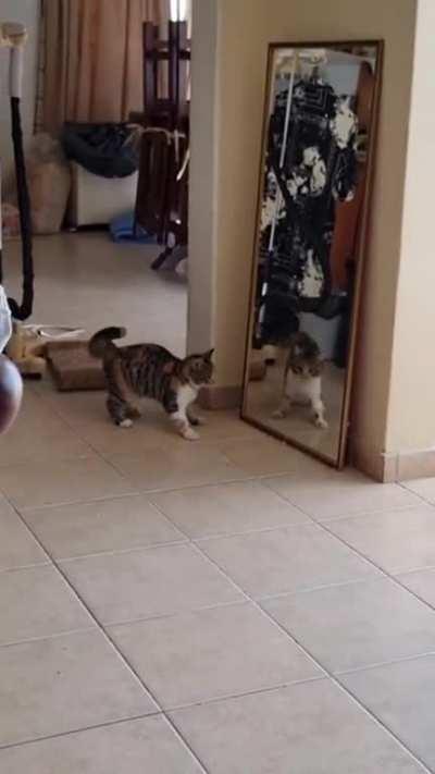 Cat crabs themselves