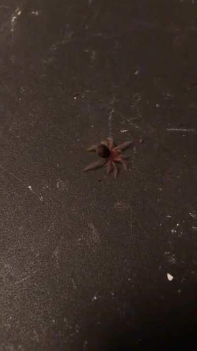 He’s strutting around like he owns the place smh