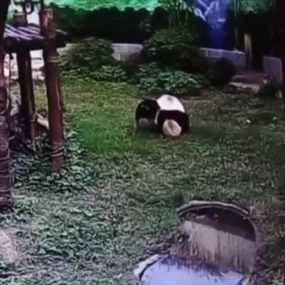 Maluco pulou para dentro da jaula de um panda kkk