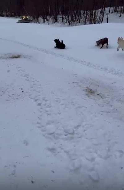 Here’s a small dog dump to brighten your day!