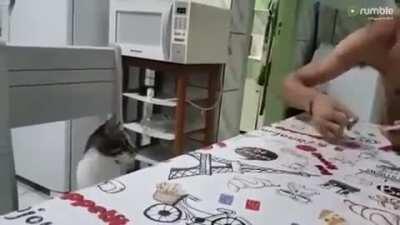 Cat confused by magic trick